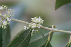 Catha edulis